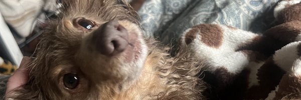 GigiDX4 Profile Banner