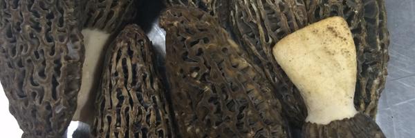 Anahaugh Profile Banner