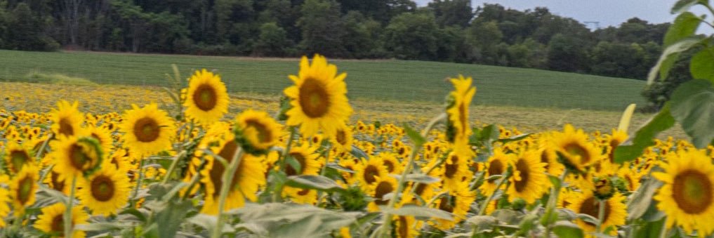 kyleeflynn_'s profile banner image