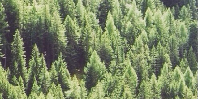 CouchSavanah's profile banner image
