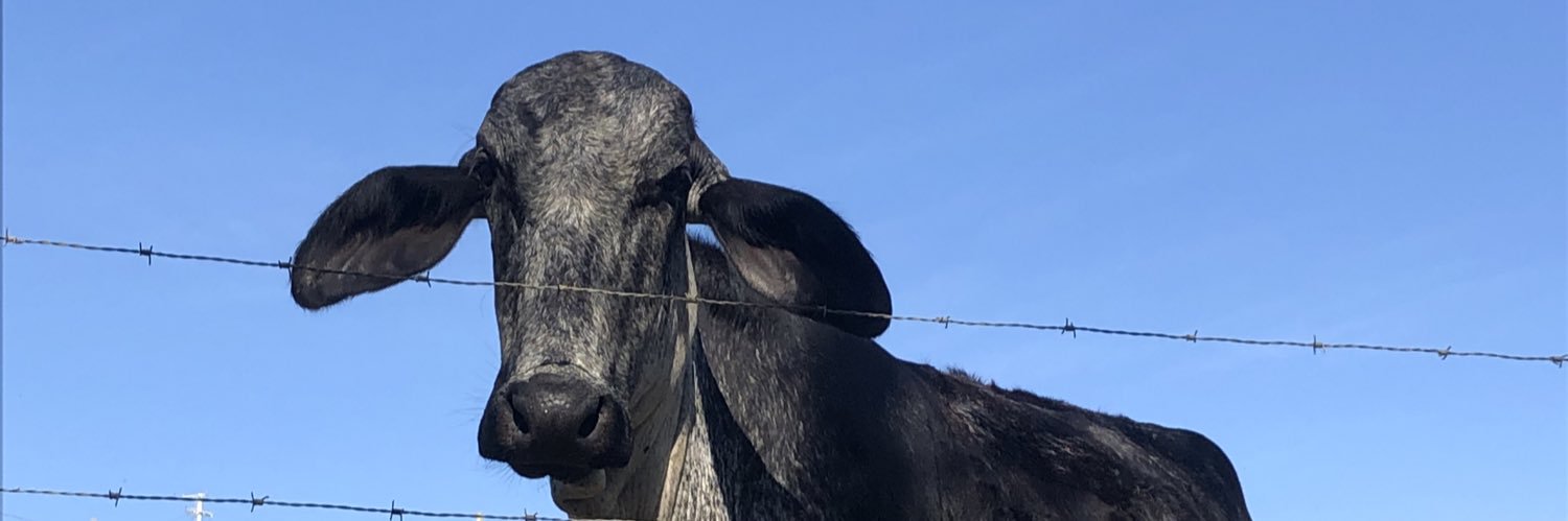 medeirosfe4's profile banner image