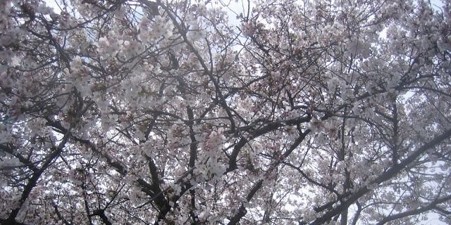 osaka_zin's profile banner image