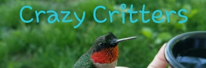 crazycritters79's profile banner image