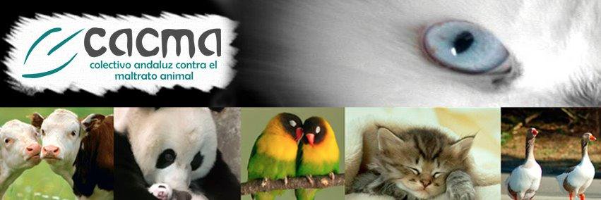 CACMA_es's profile banner image