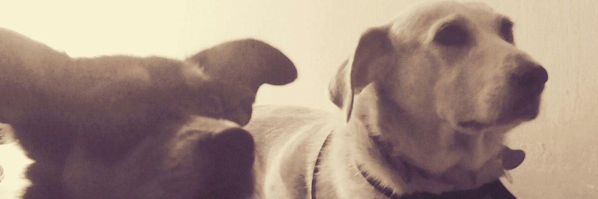 Animaldestroyer's profile banner image