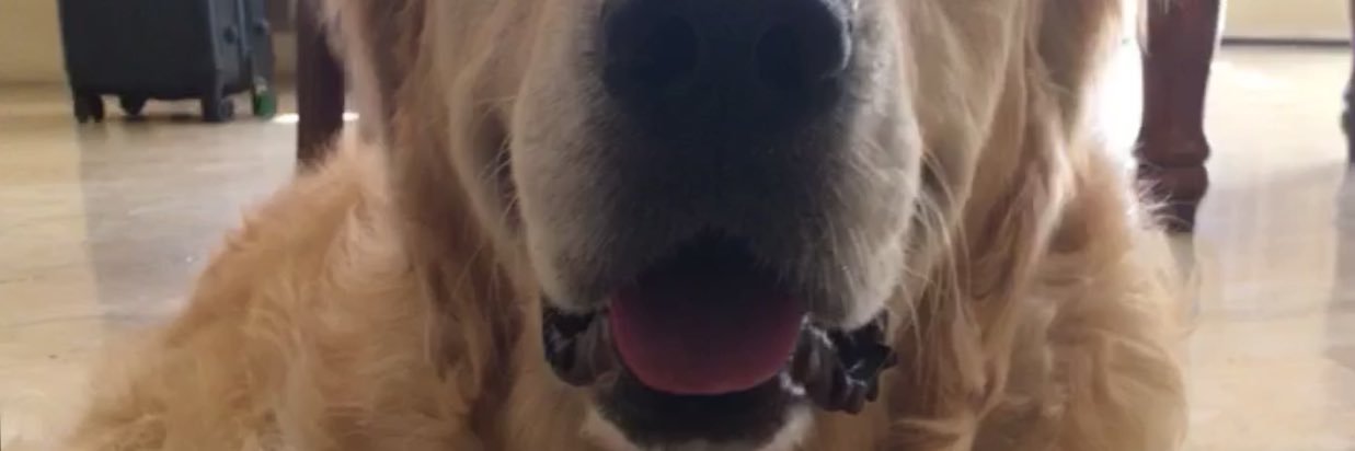 joshgojosh's profile banner image