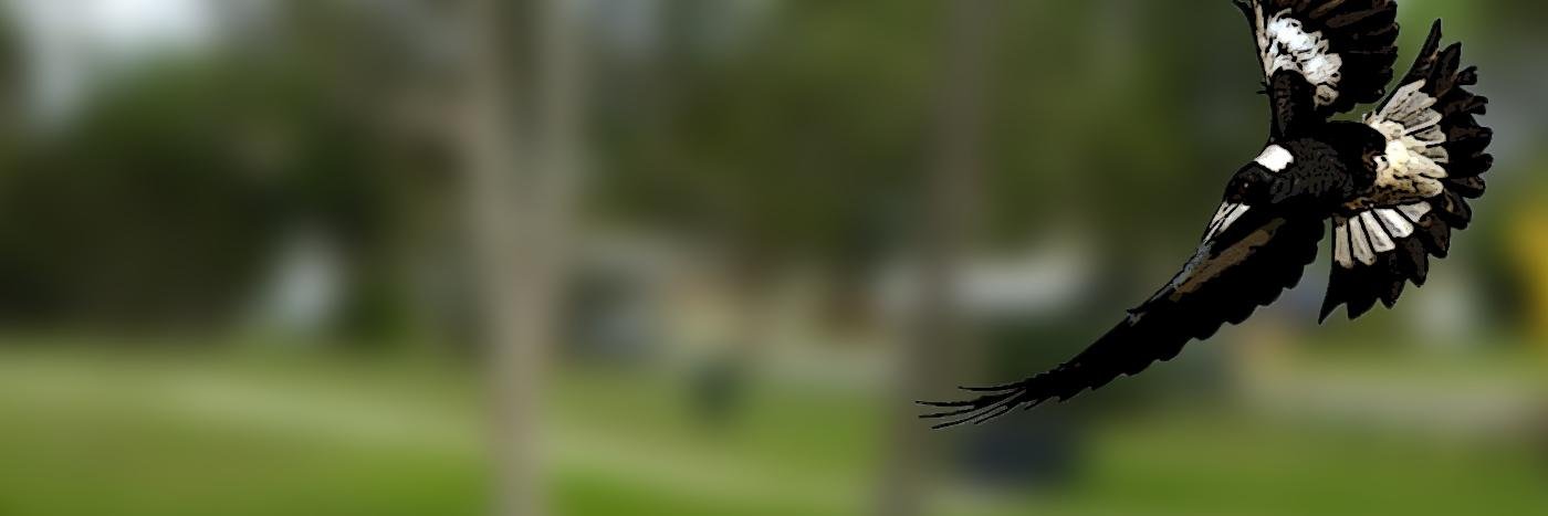 MagpieAlert's profile banner image