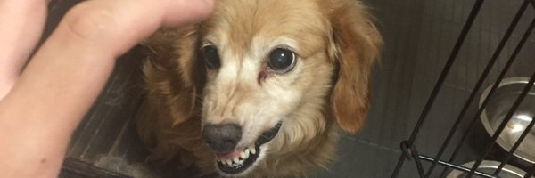 GACHIZsun Profile Banner