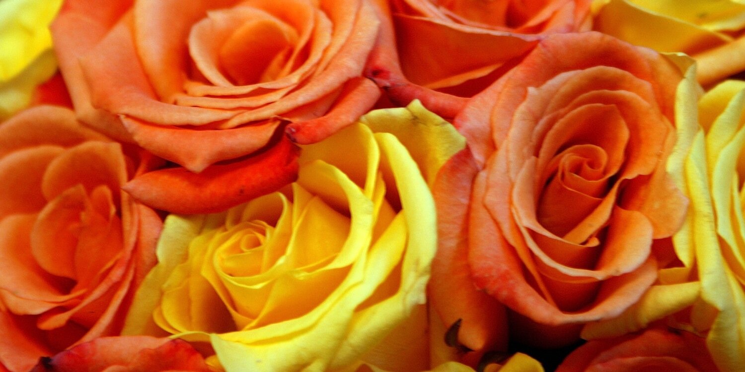 MrsPackClass's profile banner image