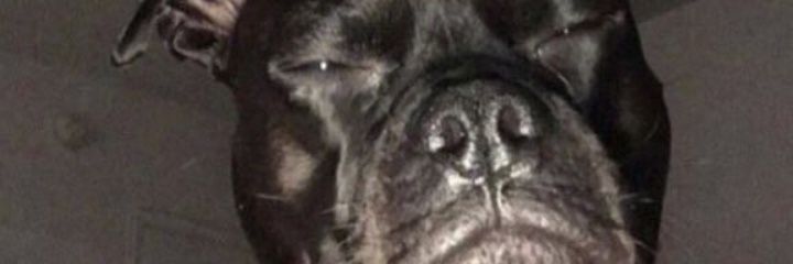 Malikhova's profile banner image