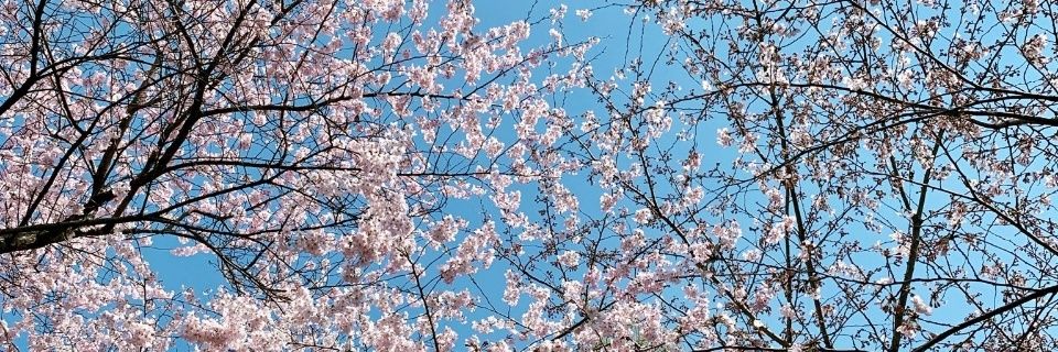 itsfloflo_'s profile banner image