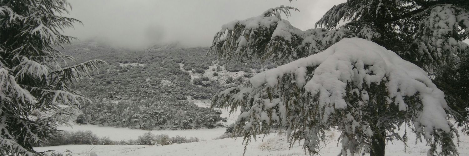 pedcamo's profile banner image