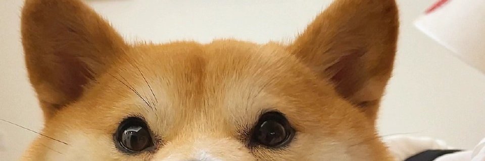 korhi0823's profile banner image