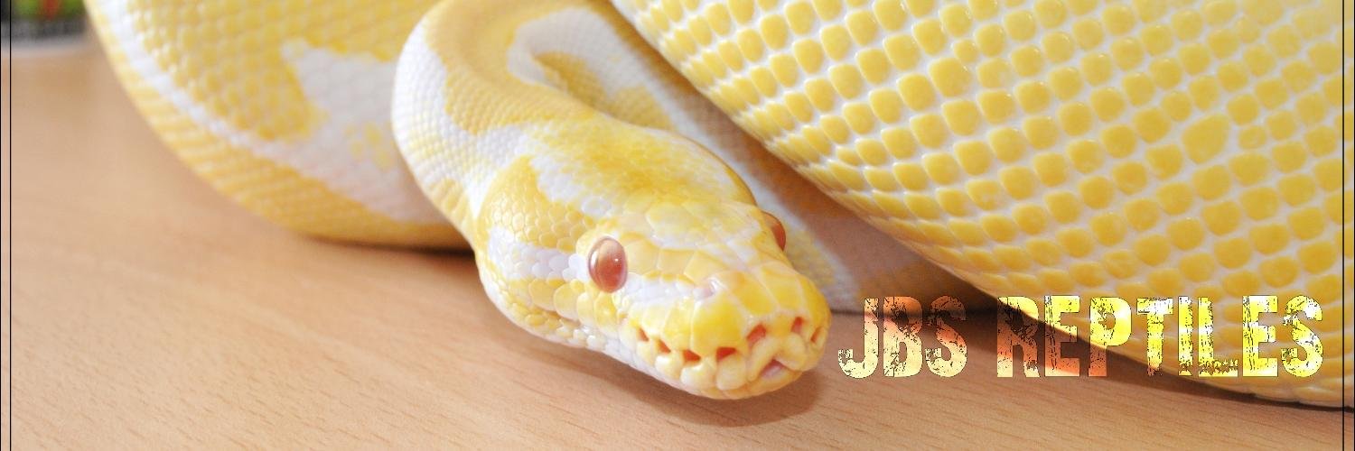 JBSReptiles's profile banner image