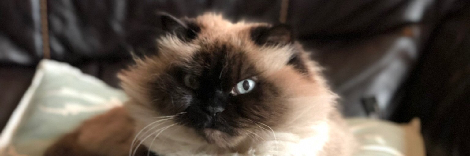 tlapitz's profile banner image