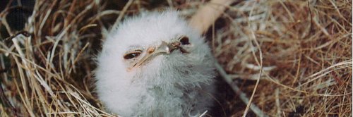 Alvaro Gutierrez banner