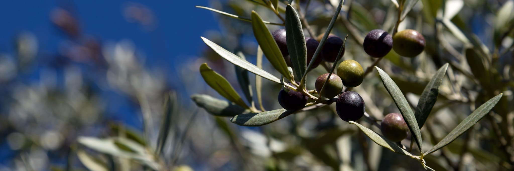 OlioPruneti's profile banner image