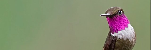 pedrosaavedrag's profile banner image