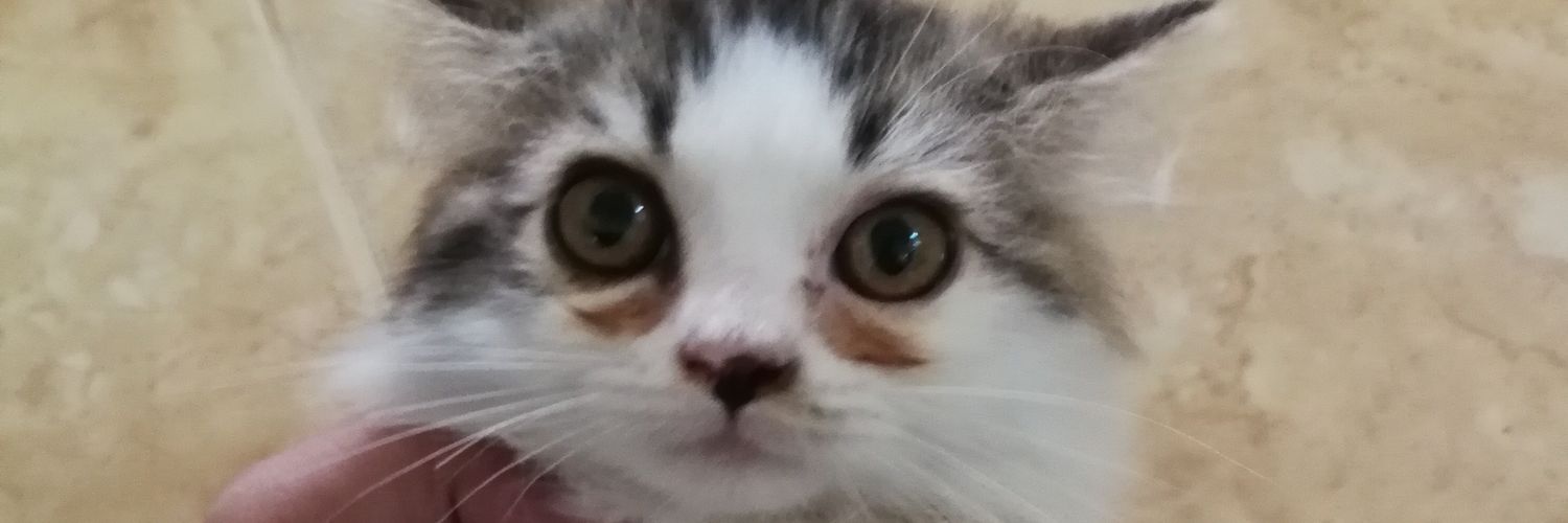 FierdaosAli's profile banner image