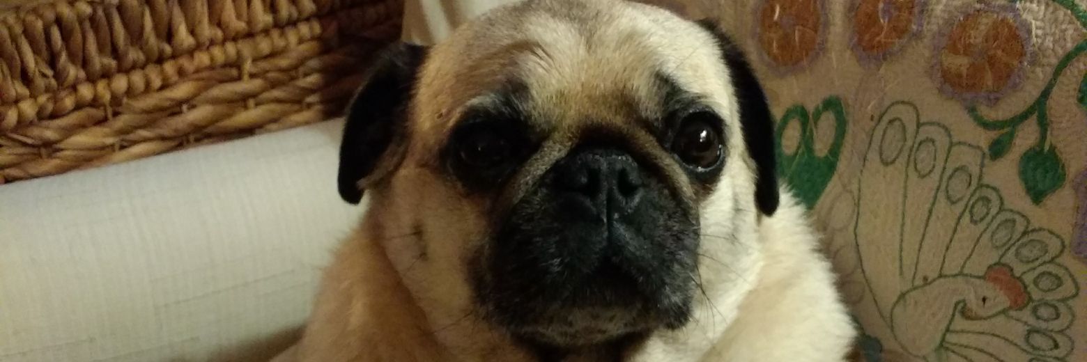 Algysdad's profile banner image
