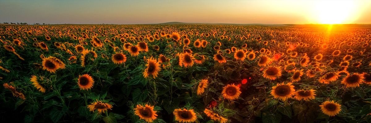 Karitovaness's profile banner image