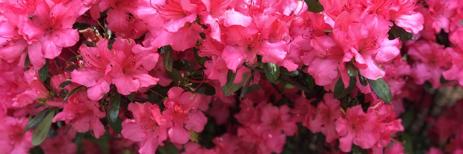 phoebeisloud's profile banner image