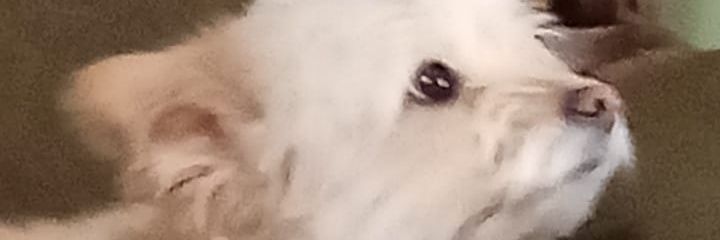 merrykiut's profile banner image
