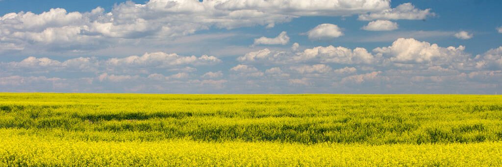 Dillon Silzer banner
