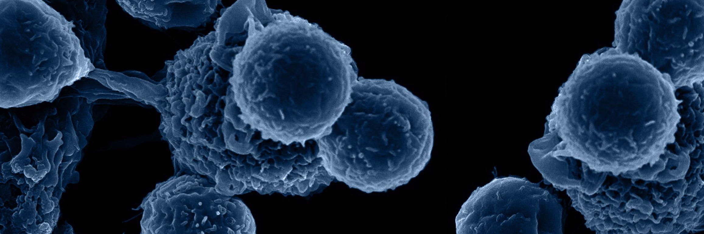 Atlas Venture banner