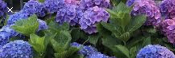 lisal1228 Profile Banner