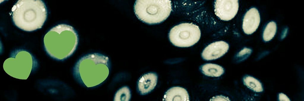 TentaclesOfLust's profile banner image