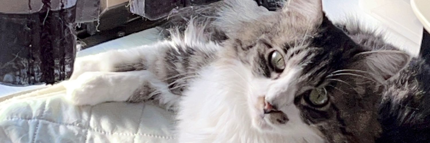 Mishiro_SnowCat's profile banner image