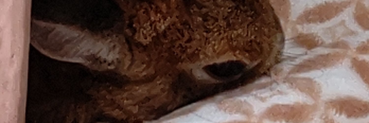 tamako_mitama's profile banner image