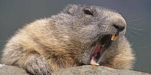 SFMarmot's profile banner image