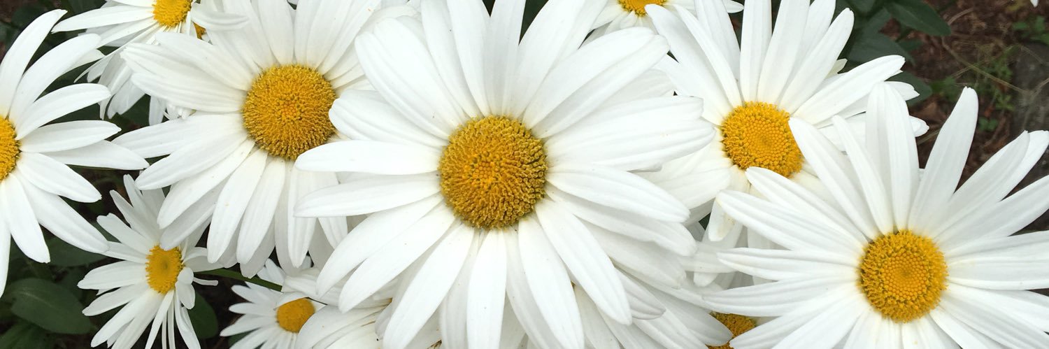 ClaudiaCoul's profile banner image