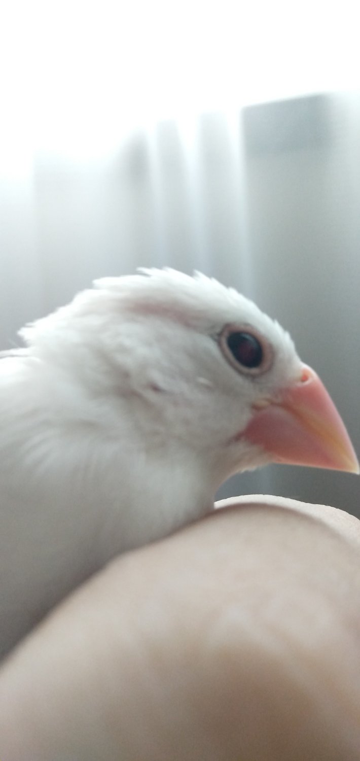 セレディス banner