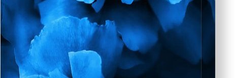 Ms. Carrie Dean banner