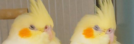 chiro_chiros's profile banner image