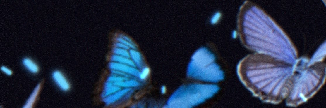 ddu banner