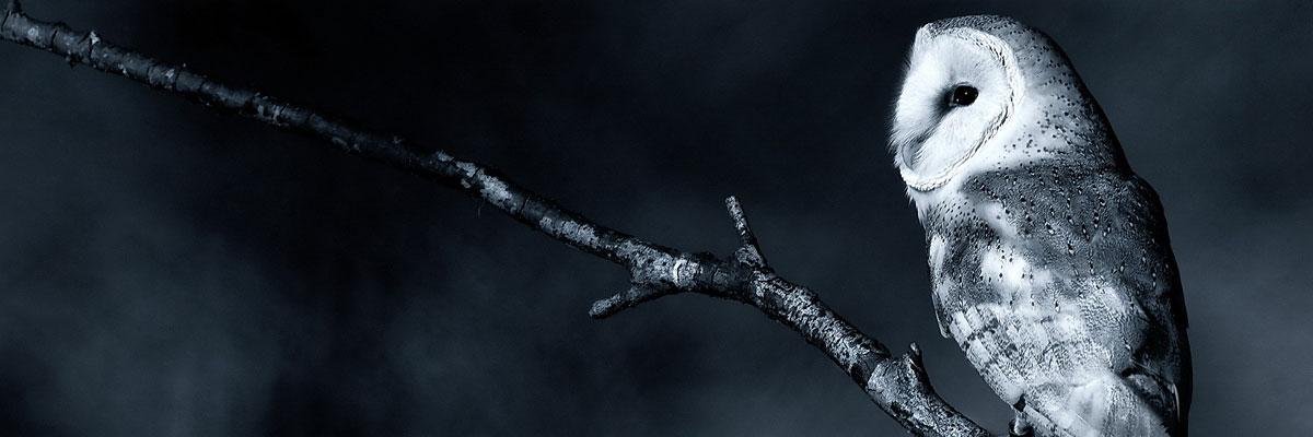 ptowluk's profile banner image
