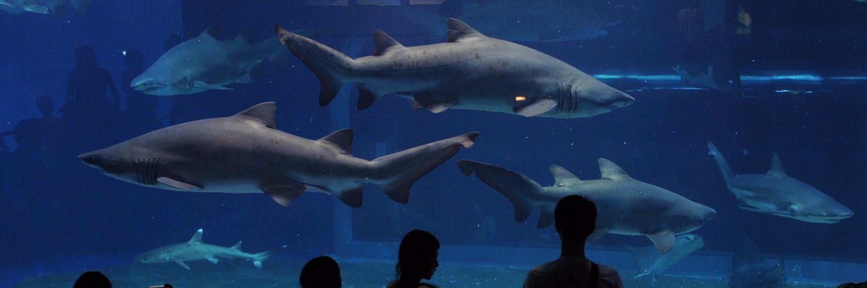 アクアワールド茨城県大洗水族館's banner