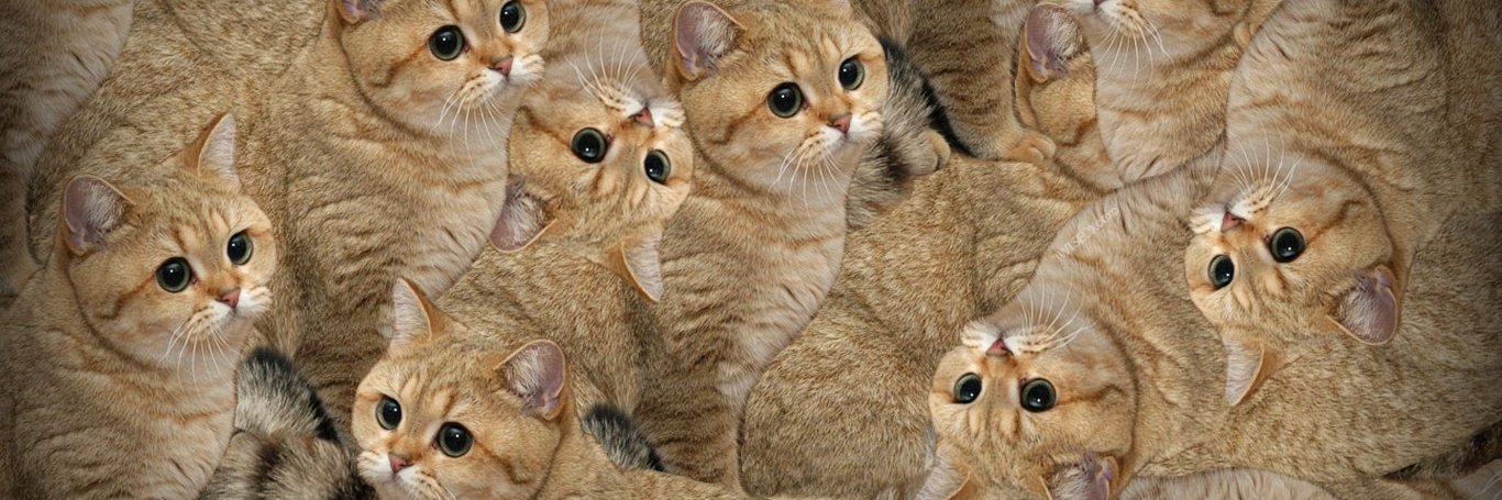 nyet_cat's profile banner image