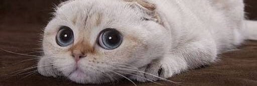 V20Furball's profile banner image