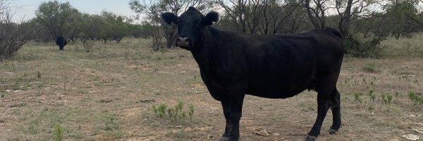 1kylecullen Profile Banner