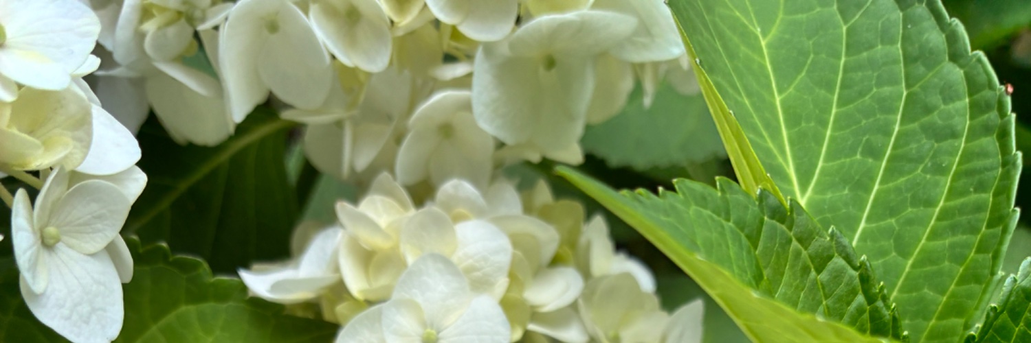 ayumaus's profile banner image