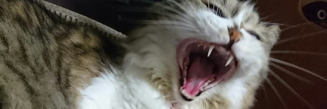junchichis's profile banner image