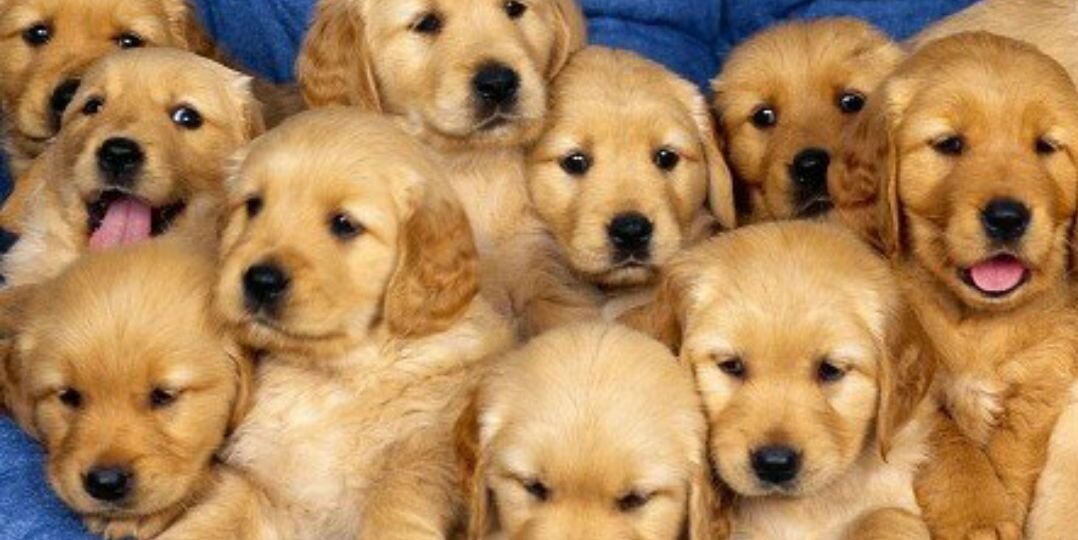 DogsPorns's profile banner image