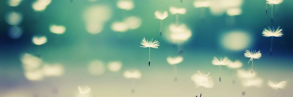 cameocollective's profile banner image