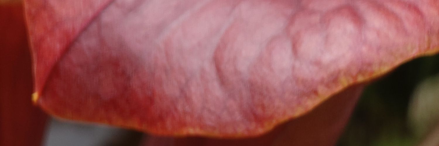 tanpopopo7's profile banner image