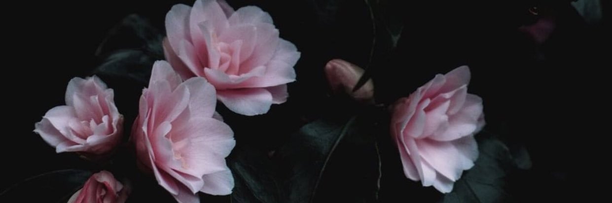 chandrawebb's profile banner image